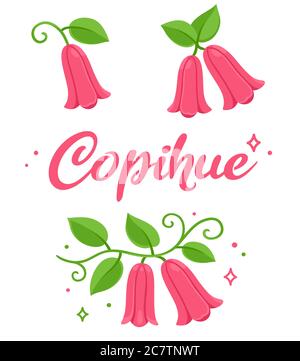 Copihue, bellflower chilien, fleur nationale du Chili. Jeu d'illustrations. Clip art vectoriel isolé sur fond blanc. Illustration de Vecteur