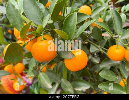 Vue sur les fruits calamansi de couleur orange mûre isolés sur l'arbre (Citrofortunella microcarpa, accent sur les fruits à gauche du centre) Banque D'Images