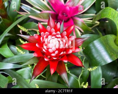 Vue de dessus gros plan de la belle fleur rouge et blanche isolée (bromelia guzmania desautelsii) avec fond de feuilles vertes Banque D'Images