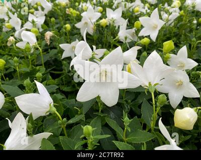 Vue de dessus sur les fleurs isolées de ballons blancs (platycodon grandiflorus) avec des feuilles vertes Banque D'Images