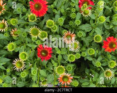 Vue de dessus sur les fleurs d'échinacée rouge isolées avec des feuilles vertes Banque D'Images