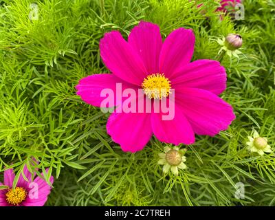 Vue de dessus sur les fleurs isolées de cosmos roses jaunes avec des feuilles vertes Banque D'Images