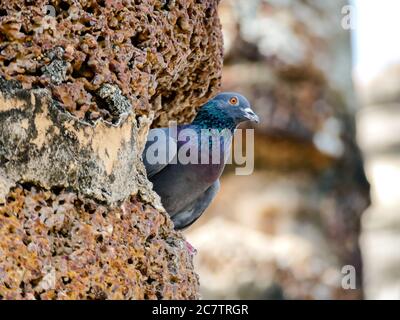 oiseau dans le parc, belle photo numérique Banque D'Images