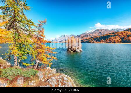 Vues pittoresques sur le lac de Sils (Silsersee) avec de petites îles. Scène automnale colorée des Alpes suisses. Lieu: Maloya, région de l'Engadine, Grisons Banque D'Images