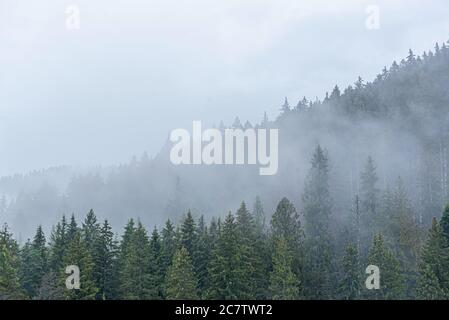 Carpates. Forêt sauvage d'épinette. Une forêt dense de sapins par temps nuageux dans les montagnes. Banque D'Images