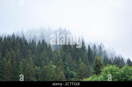 Carpates. Forêt sauvage d'épinette. Une forêt dense de sapins par temps nuageux dans les montagnes. Banque D'Images