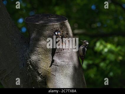 Deux grands pics à pois, Dendrocopos Major, sur une souche d'arbre, l'un laissant un trou de nid, l'autre prêt à livrer de la nourriture aux bébés, Lancashire, Royaume-Uni Banque D'Images