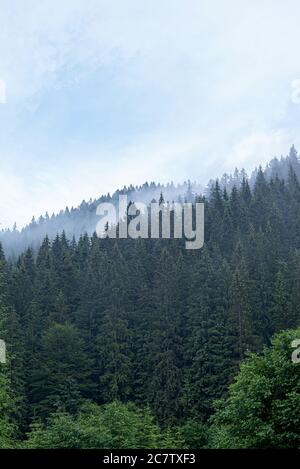 Carpates. Forêt sauvage d'épinette. Une forêt dense de sapins par temps nuageux dans les montagnes. Banque D'Images