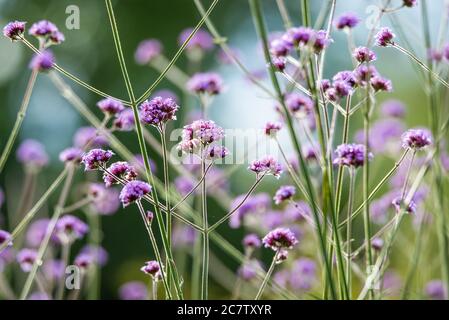 Les fleurs purplâtres de Verbena brasiliensis sont regroupées en étroite collaboration Banque D'Images