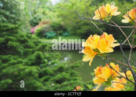L'azalée japonaise orange et jaune fleurit dans le parc Banque D'Images