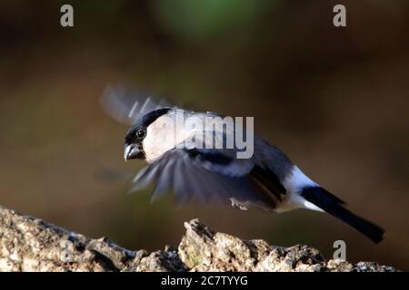 Des femelles de la région eurasienne de la bullfinch (Pyrrhula pyrrhula) planant sur une souche d'arbre dans le Northamptonshire, au Royaume-Uni. Banque D'Images