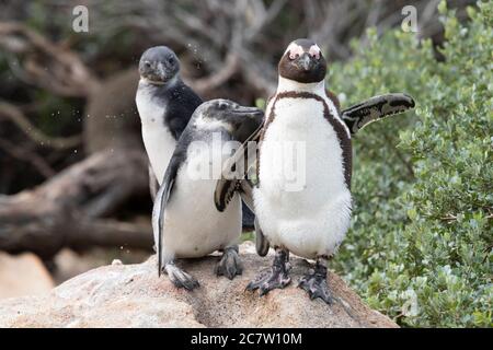 Manchot africain (Spheniscus demersus), adulte et deux juvéniles debout sur une roche, Cap occidental, Afrique du Sud Banque D'Images