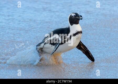 Manchot africain (Spheniscus demersus), adulte émergeant de la mer, Cap occidental, Afrique du Sud Banque D'Images