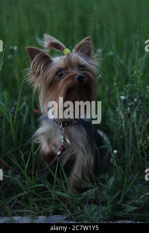 Un petit chien de terrier du Yorkshire se tient sur l'herbe et regarde. Banque D'Images