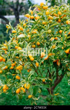 Kumquat ou fortunella avec fruits orange mûrs sur les branches dans le jardin. Banque D'Images