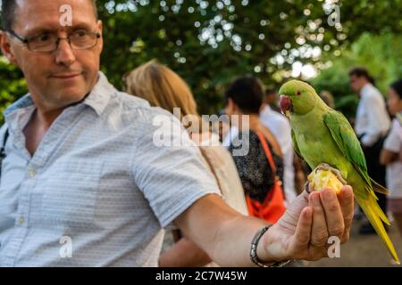 Londres, Royaume-Uni. 18 juillet 2020. Les gens aiment nourrir une des colonies de paraquets sauvages qui est basée dans le parc St James. Personne ne sait comment les petits oiseaux verts originaires d'Asie du Sud et d'Afrique centrale sont venus à Londres. Le « verrouillage » continue d'être atténué pour l'épidémie de coronavirus (Covid 19) à Londres. Crédit : Guy Bell/Alay Live News Banque D'Images