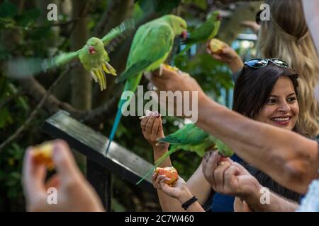 Londres, Royaume-Uni. 18 juillet 2020. Les gens aiment nourrir une des colonies de paraquets sauvages qui est basée dans le parc St James. Personne ne sait comment les petits oiseaux verts originaires d'Asie du Sud et d'Afrique centrale sont venus à Londres. Le « verrouillage » continue d'être atténué pour l'épidémie de coronavirus (Covid 19) à Londres. Crédit : Guy Bell/Alay Live News Banque D'Images