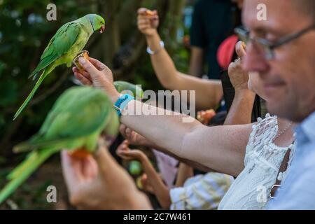 Londres, Royaume-Uni. 18 juillet 2020. Les gens aiment nourrir une des colonies de paraquets sauvages qui est basée dans le parc St James. Personne ne sait comment les petits oiseaux verts originaires d'Asie du Sud et d'Afrique centrale sont venus à Londres. Le « verrouillage » continue d'être atténué pour l'épidémie de coronavirus (Covid 19) à Londres. Crédit : Guy Bell/Alay Live News Banque D'Images