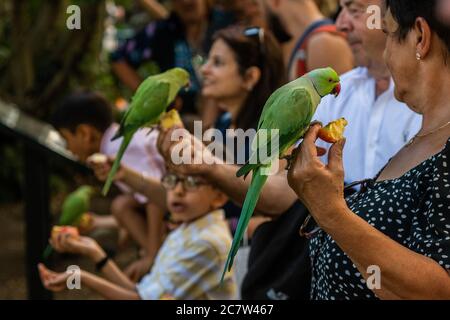 Londres, Royaume-Uni. 18 juillet 2020. Les gens aiment nourrir une des colonies de paraquets sauvages qui est basée dans le parc St James. Personne ne sait comment les petits oiseaux verts originaires d'Asie du Sud et d'Afrique centrale sont venus à Londres. Le « verrouillage » continue d'être atténué pour l'épidémie de coronavirus (Covid 19) à Londres. Crédit : Guy Bell/Alay Live News Banque D'Images