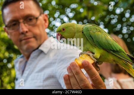 Londres, Royaume-Uni. 18 juillet 2020. Les gens aiment nourrir une des colonies de paraquets sauvages qui est basée dans le parc St James. Personne ne sait comment les petits oiseaux verts originaires d'Asie du Sud et d'Afrique centrale sont venus à Londres. Le « verrouillage » continue d'être atténué pour l'épidémie de coronavirus (Covid 19) à Londres. Crédit : Guy Bell/Alay Live News Banque D'Images