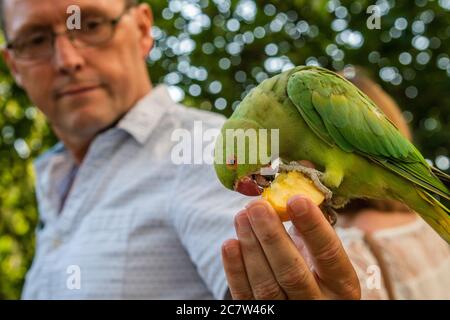 Londres, Royaume-Uni. 18 juillet 2020. Les gens aiment nourrir une des colonies de paraquets sauvages qui est basée dans le parc St James. Personne ne sait comment les petits oiseaux verts originaires d'Asie du Sud et d'Afrique centrale sont venus à Londres. Le « verrouillage » continue d'être atténué pour l'épidémie de coronavirus (Covid 19) à Londres. Crédit : Guy Bell/Alay Live News Banque D'Images