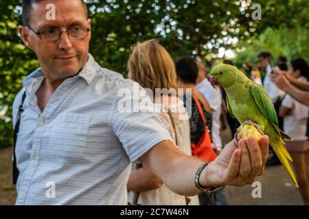 Londres, Royaume-Uni. 18 juillet 2020. Les gens aiment nourrir une des colonies de paraquets sauvages qui est basée dans le parc St James. Personne ne sait comment les petits oiseaux verts originaires d'Asie du Sud et d'Afrique centrale sont venus à Londres. Le « verrouillage » continue d'être atténué pour l'épidémie de coronavirus (Covid 19) à Londres. Crédit : Guy Bell/Alay Live News Banque D'Images