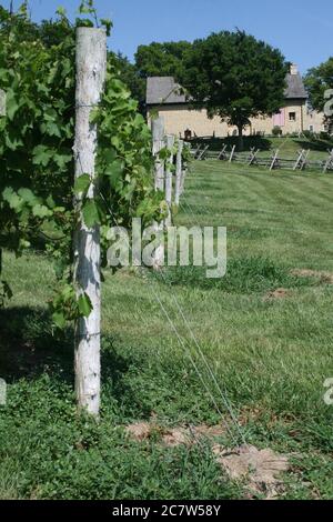 Bryn Mawr petit vignoble de Femme Osage, Missouri. Le vignoble a une sensation coloniale. Banque D'Images