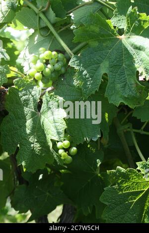 Bryn Mawr petit vignoble de Femme Osage, Missouri. Le vignoble a une sensation coloniale. Banque D'Images