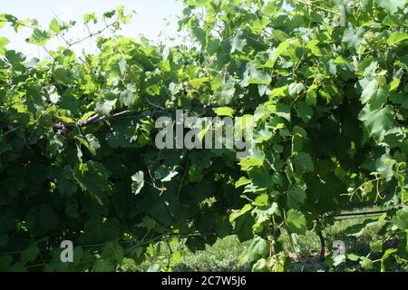 Bryn Mawr petit vignoble de Femme Osage, Missouri. Le vignoble a une sensation coloniale. Banque D'Images