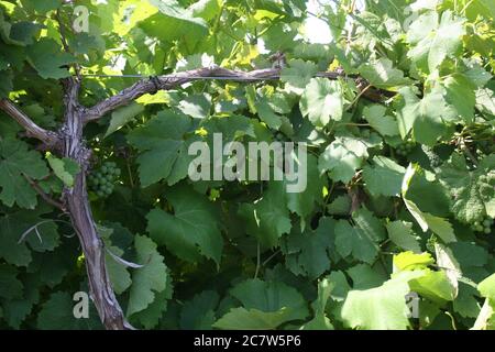 Bryn Mawr petit vignoble de Femme Osage, Missouri. Le vignoble a une sensation coloniale. Banque D'Images