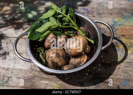 Pommes de terre fraîchement cueillies dans le jardin Banque D'Images