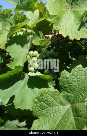 Bryn Mawr petit vignoble de Femme Osage, Missouri. Le vignoble a une sensation coloniale. Banque D'Images