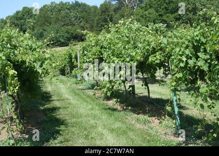 Bryn Mawr petit vignoble de Femme Osage, Missouri. Le vignoble a une sensation coloniale. Banque D'Images