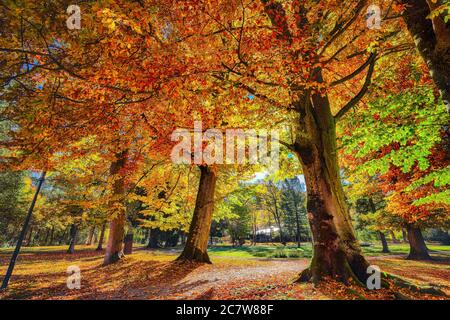 Vue spectaculaire sur les arbres en automne dans le parc de la ville de Sell am See. Journée ensoleillée fantastique. Lieu: Zell am See, Salzburger Land, Autriche, Europe Banque D'Images
