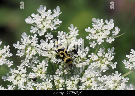 Bois de raisin, Widderbock variable, Veränderliche Widderbock, Chlorophorus varius, dísses darázscincér Banque D'Images