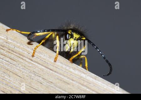 Wasp dans un jardin allemand, Giessen, Hesse, Allemagne Banque D'Images