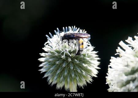 Wasp, Borstige Dolchwespe, Scolia hirta, sötétszárnyú tőrösdarázs, Hongrie, Magyarország, Europe Banque D'Images