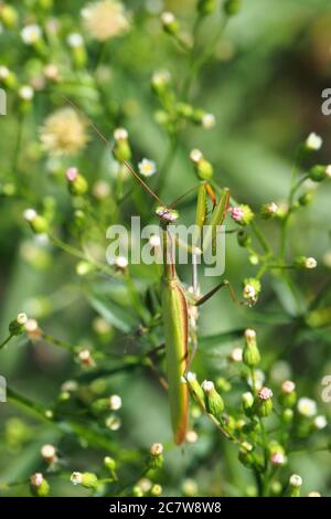 Mantis européens, mantis priant, Mantis religiosa, Europäische Gottesanbeterin Banque D'Images