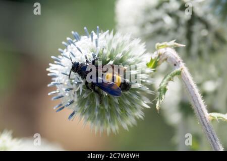 Wasp, Borstige Dolchwespe, Scolia hirta, sötétszárnyú tőrösdarázs, Hongrie, Magyarország, Europe Banque D'Images