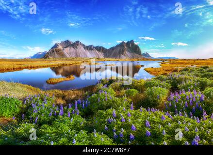 Belle journée ensoleillée et fleurs lupin sur le cap Stokknès en Islande. Lieu: Cap Stokknes, Vestrahorn (mont Batman), Islande, Europe. Banque D'Images