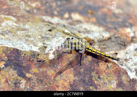 Écumoire à queue noire, Großer Blaupfeil, orthétrum réticulé, Orthetrum cancellatum, vízipásztor, Budapest, Hongrie, Magyarország, Europe Banque D'Images