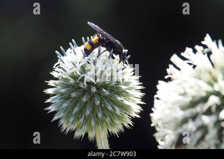 Wasp, Borstige Dolchwespe, Scolia hirta, sötétszárnyú tőrösdarázs, Hongrie, Magyarország, Europe Banque D'Images