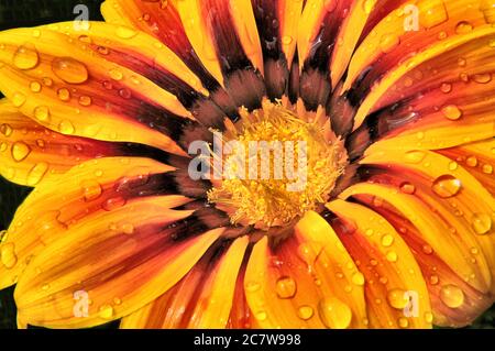 Gros plan de minuscules gouttes de pluie sur des pétales de fleurs de Gaziana colorées (Marguerite africaine) aux teintes vives de jaune, d'orange, de rouge et de bronze. Banque D'Images