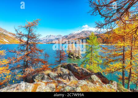 Vues pittoresques sur le lac de Sils (Silsersee) avec de petites îles. Scène automnale colorée des Alpes suisses. Lieu: Maloya, région de l'Engadine, Grisons Banque D'Images