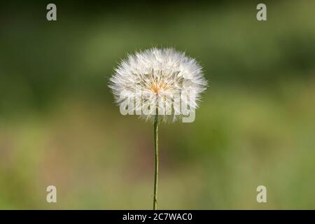 Gros plan sur un grand pissenlit blanc sur un arrière-plan vert flou. Décoration, carte postale, papier peint, affiche Banque D'Images