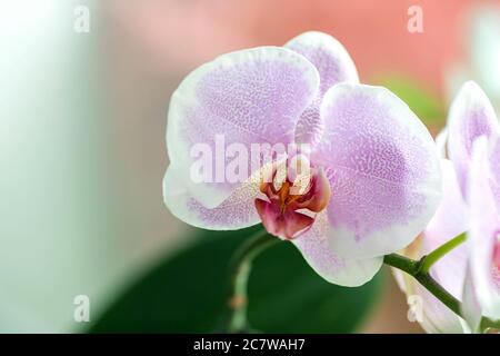 Fleurs d'orchidées roses sur fond flou. Gros plan, macro Banque D'Images