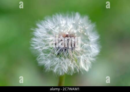 Macro de grand pissenlit blanc sur fond flou. Fond floral, concept pour affiche, papier peint, idée de décor Banque D'Images