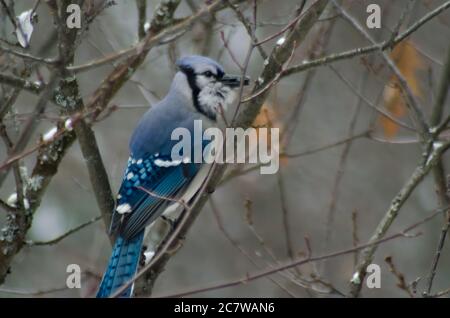 Geai bleu (Cyanocitta cristata) perché dans un arbre photographié dans le parc provincial Algonquin Banque D'Images