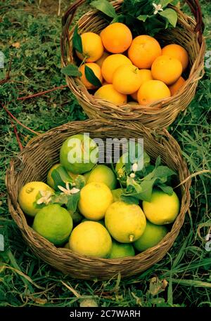 Citrons et oranges fraîchement cueillis dans des paniers sur le verger Banque D'Images