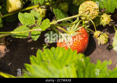 Gros plan de fraises biologiques mûres et non mûres qui poussent à la ferme. Arrière-plan Berry Banque D'Images